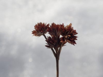 Juncus canadensis, photographed by Allan Harris