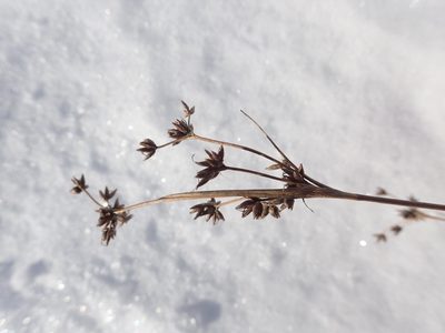 Cladium mariscoides, photographed by Allan Harris