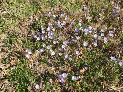 Phacelia douglasii, photographed by David A. Krause