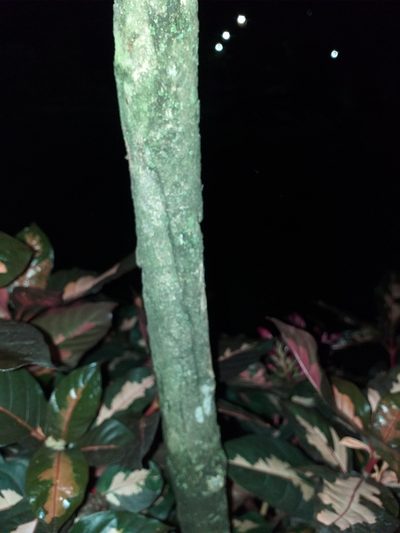 Graptophyllum pictum, photographed by Stephany Rodríguez