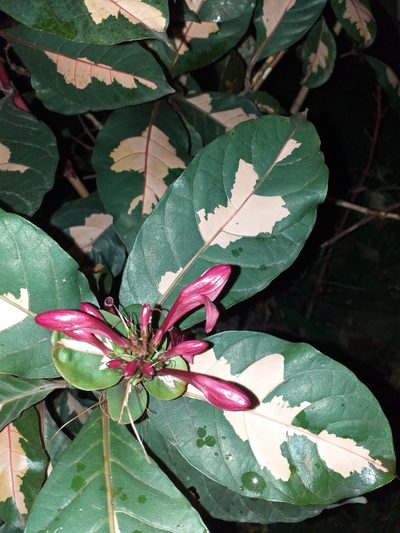 Graptophyllum pictum, photographed by Stephany Rodríguez