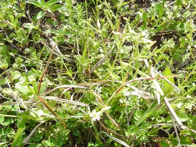 Cerastium brachypodum, photographed by Sam Kieschnick