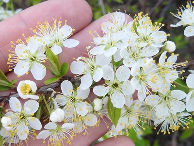 Prunus rivularis, photographed by Sam Kieschnick