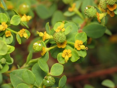 Euphorbia flavicoma, photographed by Donald Hobern
