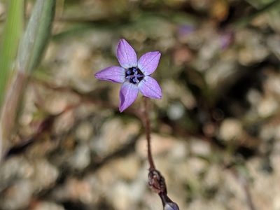 Gilia minor, photographed by Alex Heyman