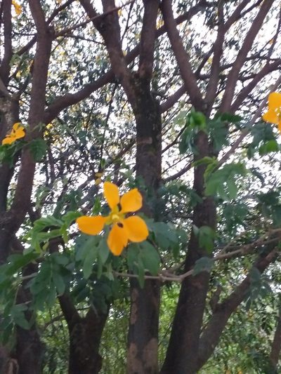 Plectrocarpa arborea, photographed by Stephany Rodríguez