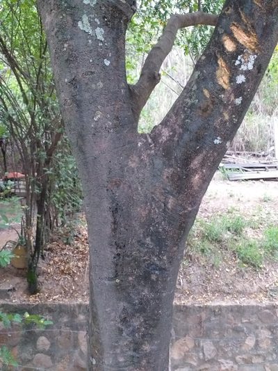 Plectrocarpa arborea, photographed by Stephany Rodríguez