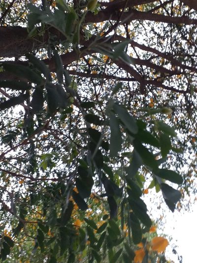 Plectrocarpa arborea, photographed by Stephany Rodríguez