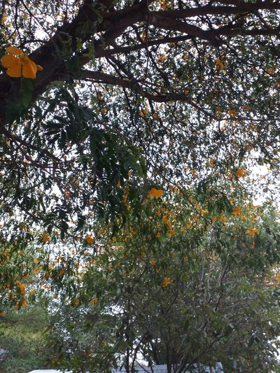 Plectrocarpa arborea, photographed by Stephany Rodríguez