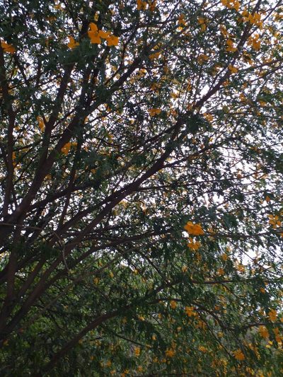 Plectrocarpa arborea, photographed by Stephany Rodríguez