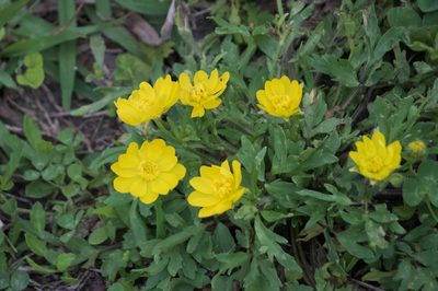 Ranunculus macranthus, photographed by Mike B