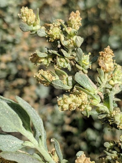 Atriplex spinifera, photographed by Alex Heyman