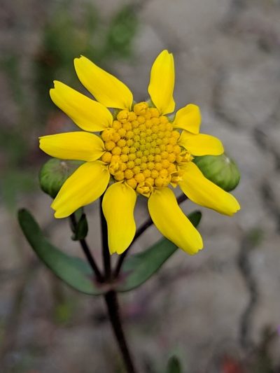Lasthenia ferrisiae, photographed by Alex Heyman