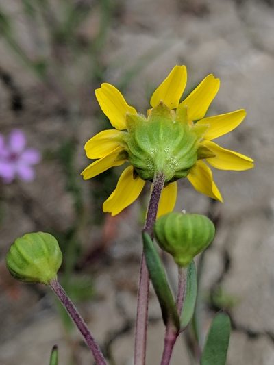 Lasthenia ferrisiae, photographed by Alex Heyman