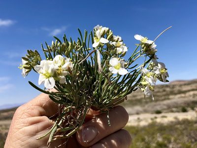 Nerisyrenia linearifolia, photographed by CK2AZ