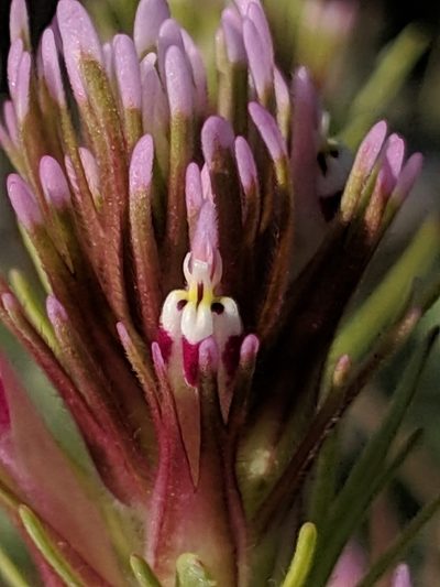 Castilleja brevistyla, photographed by Alex Heyman