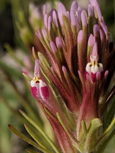 Castilleja brevistyla, photographed by Alex Heyman