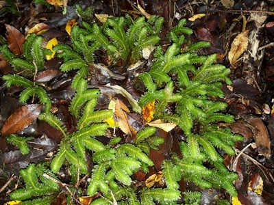 Schistochila nobilis, photographed by Leon Perrie