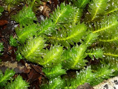 Schistochila appendiculata, photographed by Leon Perrie