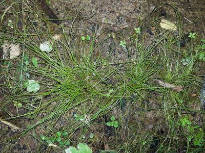 Isolepis reticularis, photographed by Leon Perrie