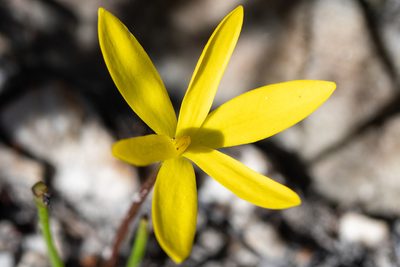Pauridia monophylla, photographed by magriet b