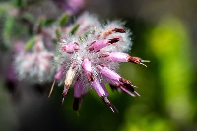 Erica eriocephala, photographed by magriet b