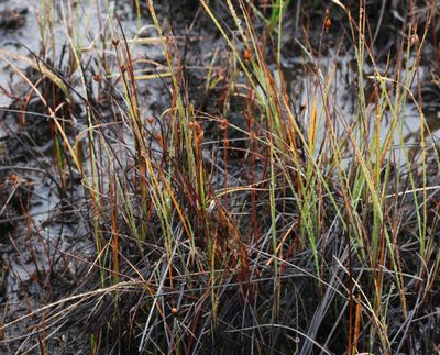 Juncus stygius, photographed by Ilya Filippov