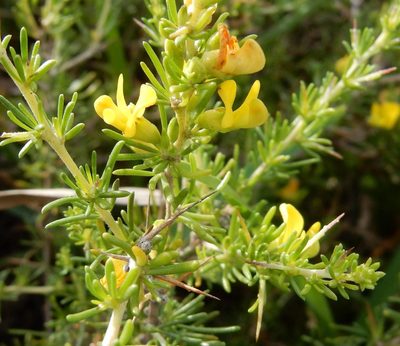 Aspalathus spinosa, photographed by Henry de Lange