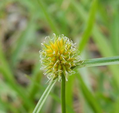 Cyperus alatus, photographed by Henry de Lange