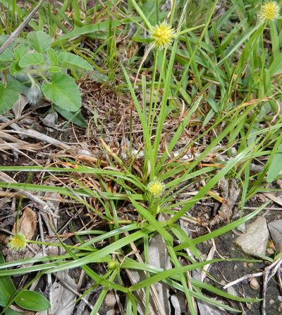 Cyperus alatus, photographed by Henry de Lange