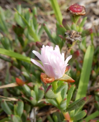 Lampranthus blandus, photographed by Henry de Lange