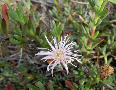 Lampranthus blandus, photographed by Henry de Lange