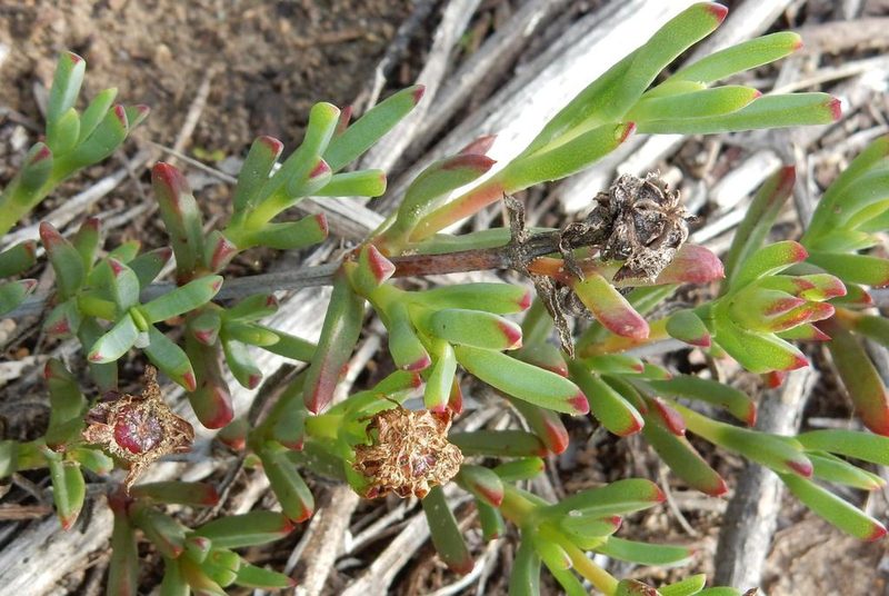 Lampranthus blandus, photographed by Henry de Lange