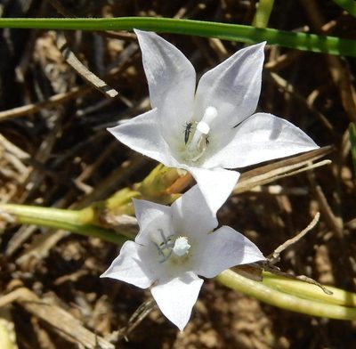 Prismatocarpus campanuloides, photographed by Henry de Lange