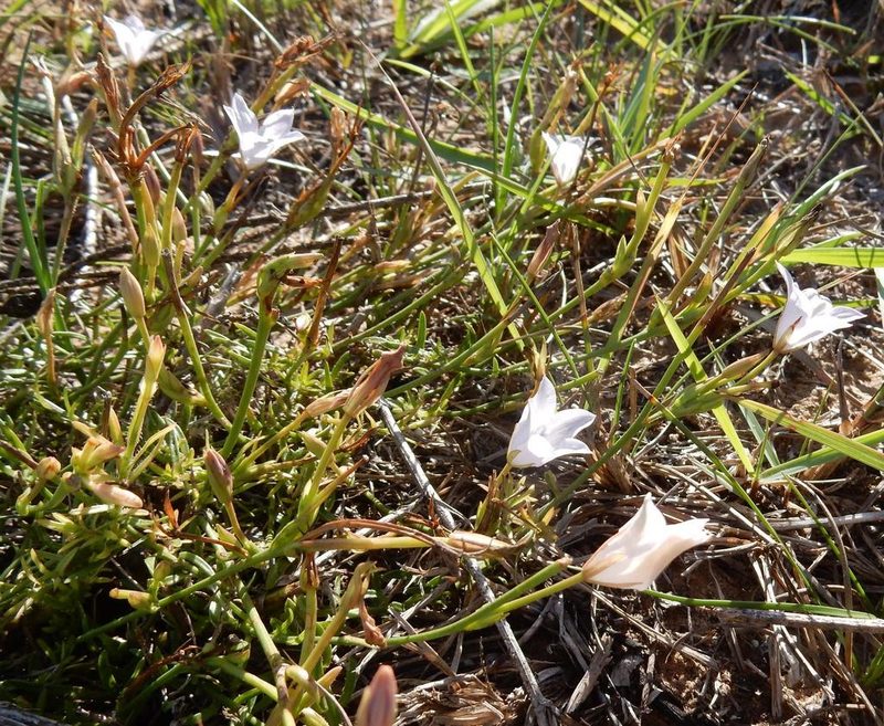 Prismatocarpus campanuloides, photographed by Henry de Lange
