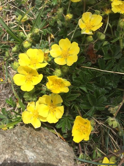 Potentilla pusilla, photographed by Jason Grant