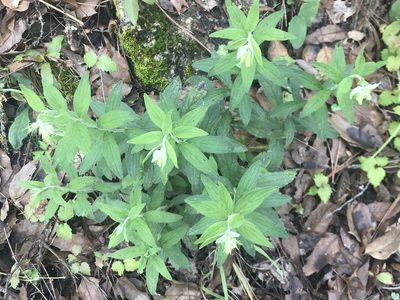 Lithospermum viride, photographed by Adriana Nelly Correa Sandoval