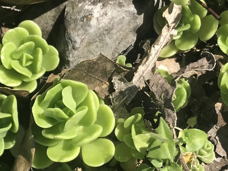 Sedum rhodocarpum, photographed by Adriana Nelly Correa Sandoval