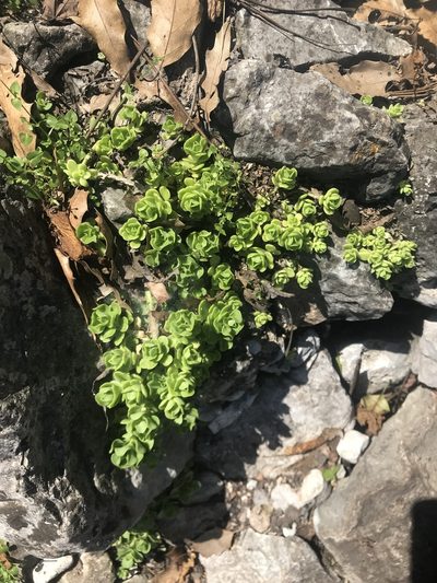 Sedum rhodocarpum, photographed by Adriana Nelly Correa Sandoval