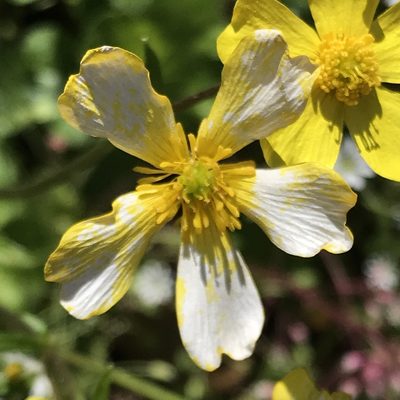 Ranunculus sierrae-orientalis, photographed by Adriana Nelly Correa Sandoval