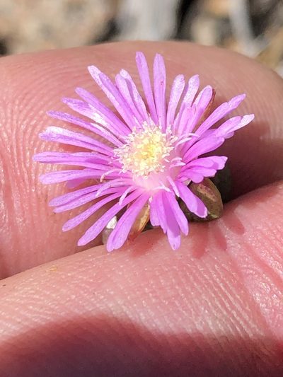 Ruschia virgata, photographed by Dave U