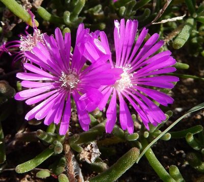 Drosanthemum hispidum, photographed by Henry de Lange