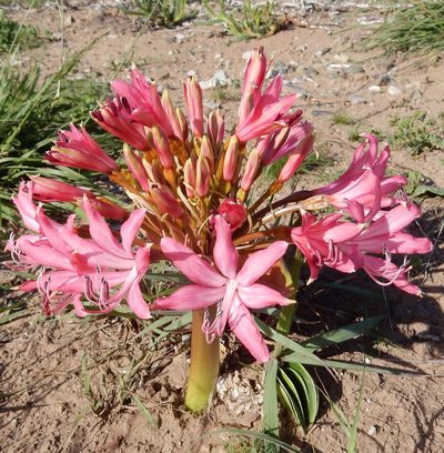 Brunsvigia gregaria, photographed by Henry de Lange
