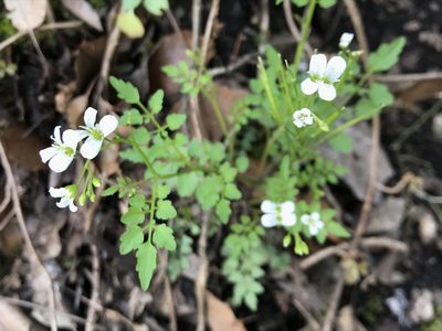 Cardamine auriculata, photographed by Adriana Nelly Correa Sandoval