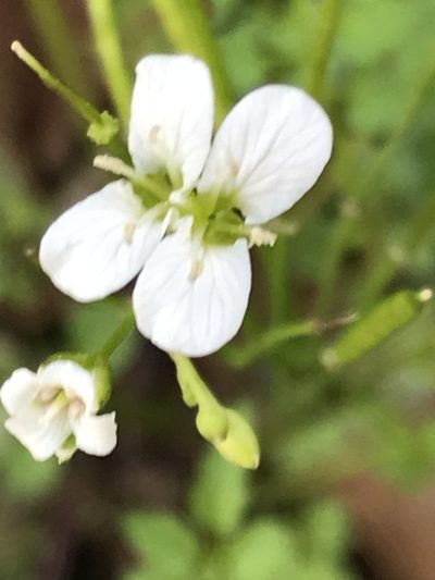 Cardamine auriculata, photographed by Adriana Nelly Correa Sandoval