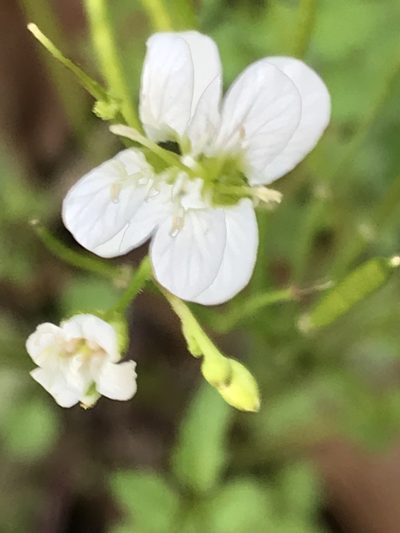 Cardamine auriculata, photographed by Adriana Nelly Correa Sandoval