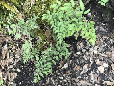 Llavea cordifolia, photographed by Adriana Nelly Correa Sandoval