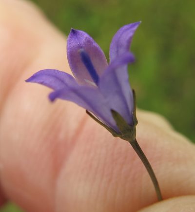 Wahlenbergia krebsii, photographed by Peter Warren