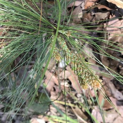 Pinus pseudostrobus, photographed by Adriana Nelly Correa Sandoval