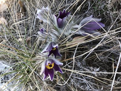 Pulsatilla montana, photographed by Conrad Altmann